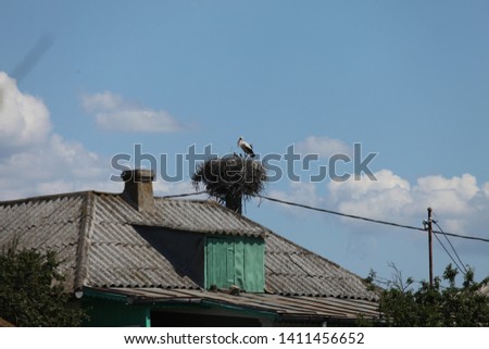Romanian stork bird nest pictures 