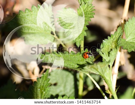 Beautiful ladybug going on the leaf between bubbles