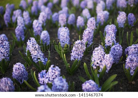 Close-up spring blooming purple lilac and blossoming blue hyacinths. Beautiful flower / floral background in the park. Gardening hobby. Edited in warm tones.  