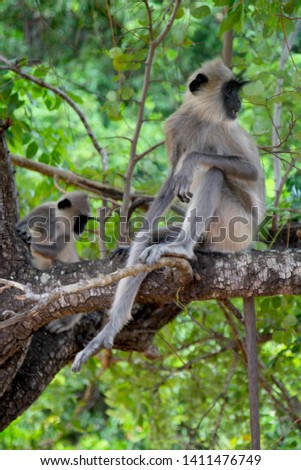 wild monkey on the tree