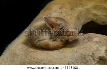 A picture of a sleeping Fennec Fox.