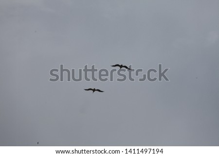Romania danube delta birds flying