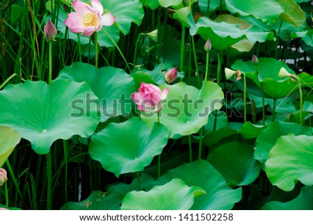Pink Lotus. High quality pictures of beautiful lotus flowers in the lake.