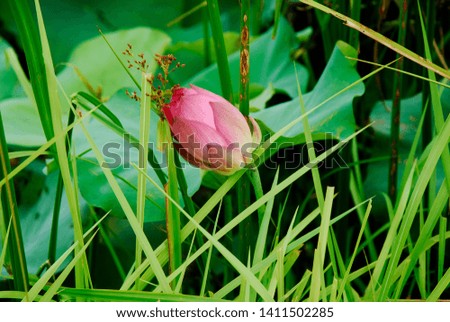 Pink Lotus. High quality pictures of beautiful lotus flowers in the lake.