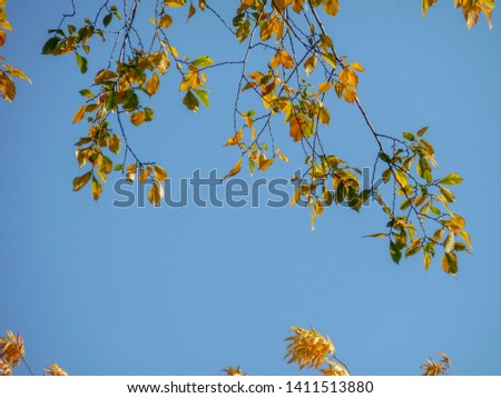 Deciduous foliage in autumn with blue sky background in Chelyabinsk, russia. Tree colored foliage on a sunny day in the fall season.


