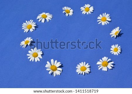 Twelf daisy blossom lie on a blue background in circle - concept with an flag of the european union made out of flowers and a blue background - concept for a environmental policy in europe