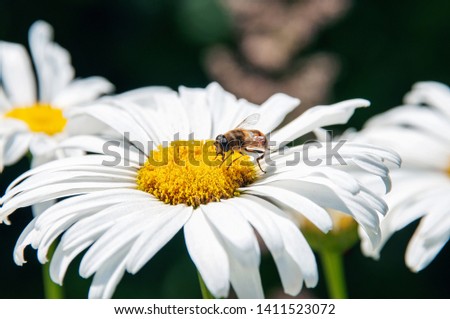 a hairy fly sits on the white inflorescences of the chamomile plant. Close-up, copy space