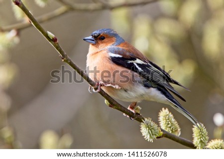 Chaffinch (Fringilla coelebs), perched in a tree, Quantock Hills, Somerset, England, UK. Royalty-Free Stock Photo #1411526078