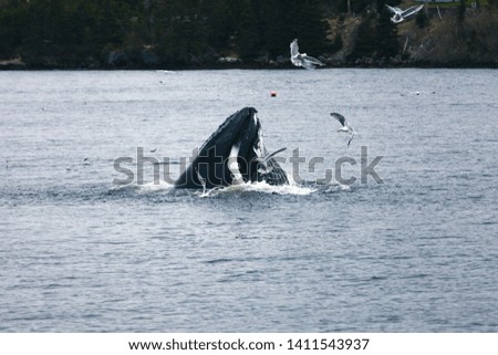 Humpback whale and gulls feeding on herring in Holyrood Harbour, Newfoundland and Labrador, Canada