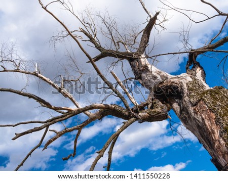An old large dead tree stretches its branches as if it were as if with a plea to a bright blue sky through which white fluffy clouds float.