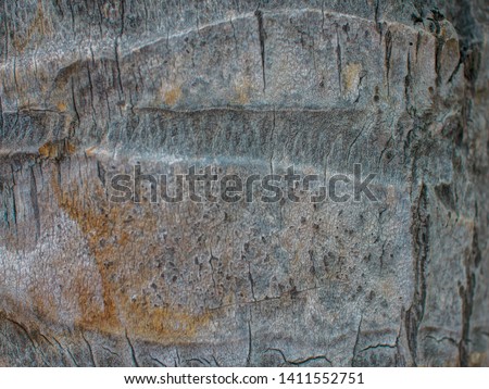 texture, background trunk of the palm tree bark