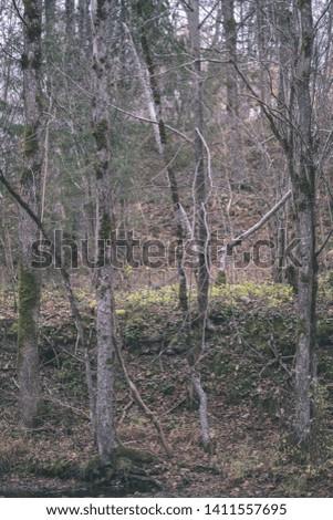 forest details in late autumn at countryside with tree trunks, colored leaves and empty branches in sunny fall day. ground covered in yellow leaves - vintage old film look