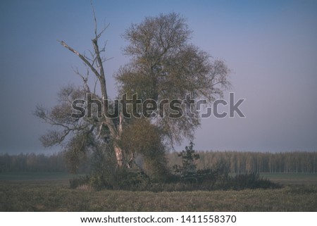 lonely autumn tree in middle of empty field in late fall - vintage old film look