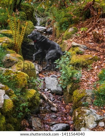 A Black Labrador plays in a creek in a Lake District forest