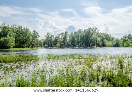 Wetlands in Petrovaradin near the city of Novi Sad by the river Danube