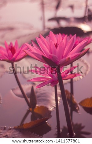 Beautiful close up of pink lotus flower or waterlily on the water