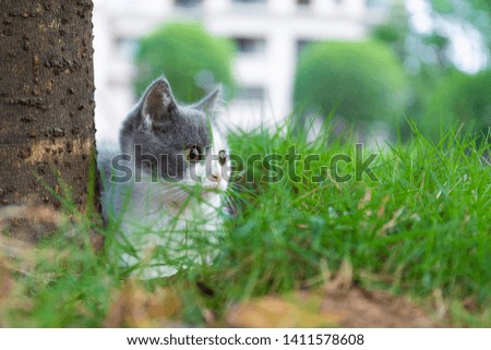 The blue-and-white kitten has been resting at the bottom of a tree, very cute.