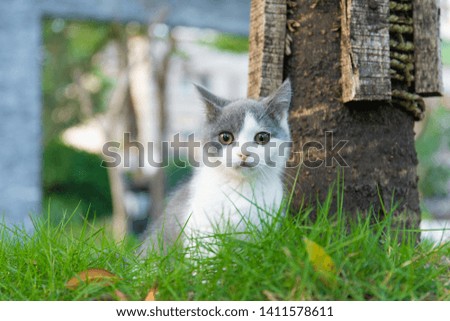 Blue-and-white kittens sitting on the grass in the park at the bottom of a tree