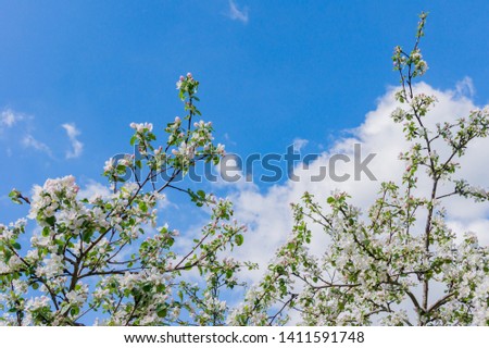 Blooming apple tree against blue sky with copy space