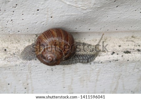 big garden vine snail with brown shell on back travel on wall