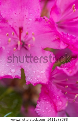 Full frame macro of raindrops on the petals of pink rhododendron flower.