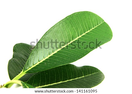 Green leave of Plumeria on the white background.