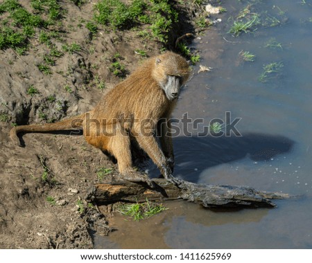 Baboon Playing with a piece of Tree Floating on the Water