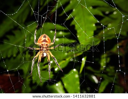 Spider in its spider's web, waiting for its prey. Photo taken in the jungle of Costa Rica, Barbilla National Park.  Royalty-Free Stock Photo #1411632881
