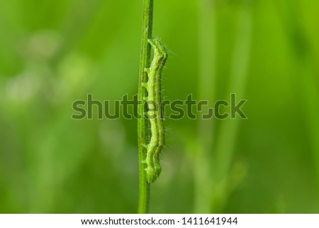 Green Caterpillar on green stem 