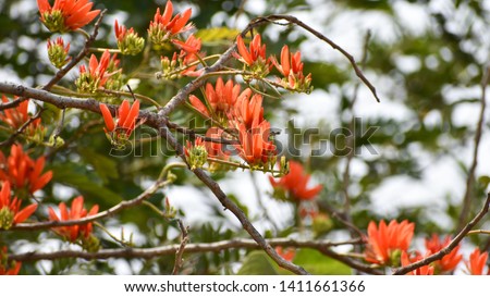 Beautiful fed flower of  Indian Coral tree (Erythrina variegata).