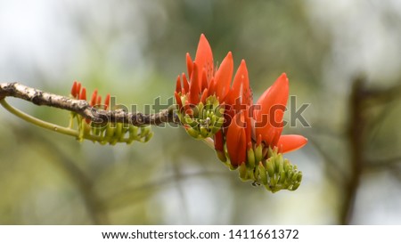 Indian Coral tree (Erythrina variegata) beautiful fed flower.
