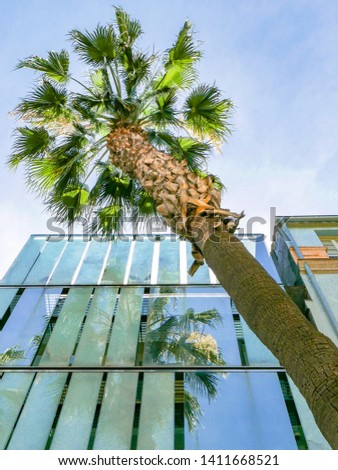 Palm trees reflecting in office glass building panels against blue sky