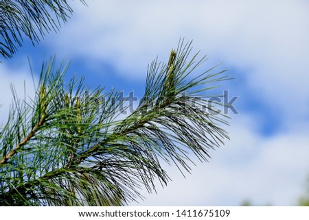 Green pine branch against the blue sky, cones, needles
