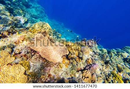 Colourful coral garden Underwater coral reef - Image
