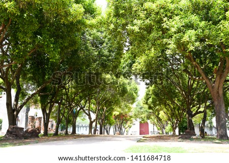 Trees in the tropical region of Asia that are well-cared for, with signs in green tones, early summer - image​