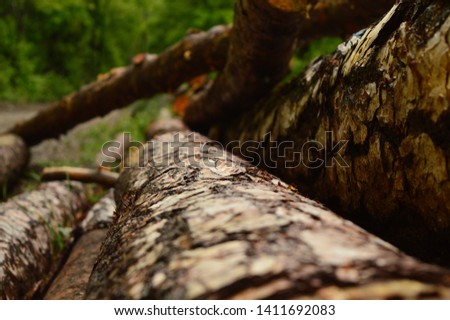 cut wood in the forest