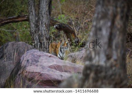 A royal bengal tiger on stroll for scent marking in his territory. A head on shot of a pregnant tigress at kanha national park, madhya pradesh, india