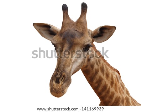 Head Giraffe isolated 