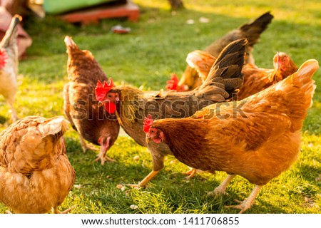 Free-range chicken on an organic farm, freely grazing on a meadow. Organic farming, animal rights, back to nature concept Royalty-Free Stock Photo #1411706855