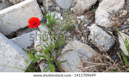 Red Poppy Flowers Growing On Rocks