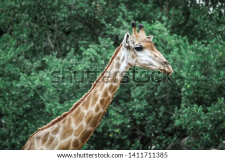 Giraffe in the zoo on green background