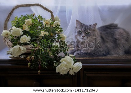 Still life with roses branches in the basket and adorable kitty
