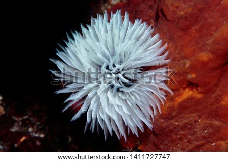 Underwater macro photography of a tube worm looking as a flower