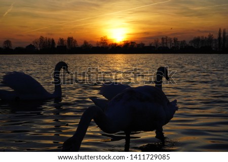 White swans swim in the blue lake at sunset