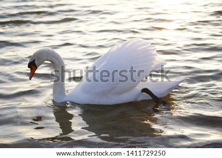 White swans swim in the blue lake at sunset
