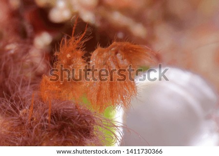Underwater macro photography of a hairy shrimp with eggs and the eye in focus