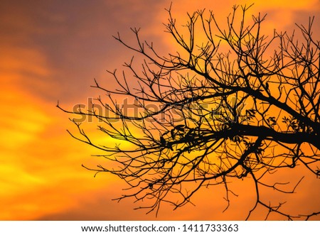Misty morning with trees in silhouette Royalty-Free Stock Photo #1411733363