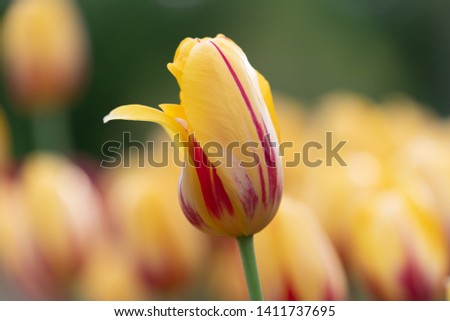 Tulip image. Vibrant blooms from low angle. Intentional shallow depth of field with soft defocused background. 