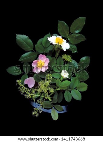 White and pink flowers, wild rose with greens on a black background, decorative poster for the interior.