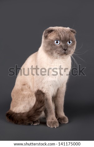 A portrait of scottish fold cat on black background
